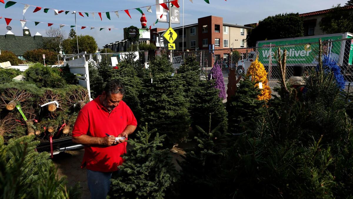 George Lopez, general manager of Charlie Lopez Christmas Trees, sets up trees on the lot at Rose Avenue and 5th Street in Venice.