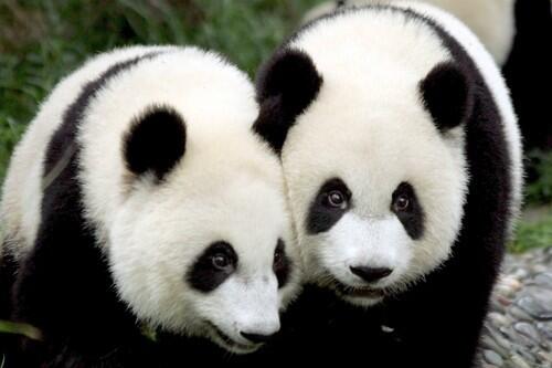 Pandas