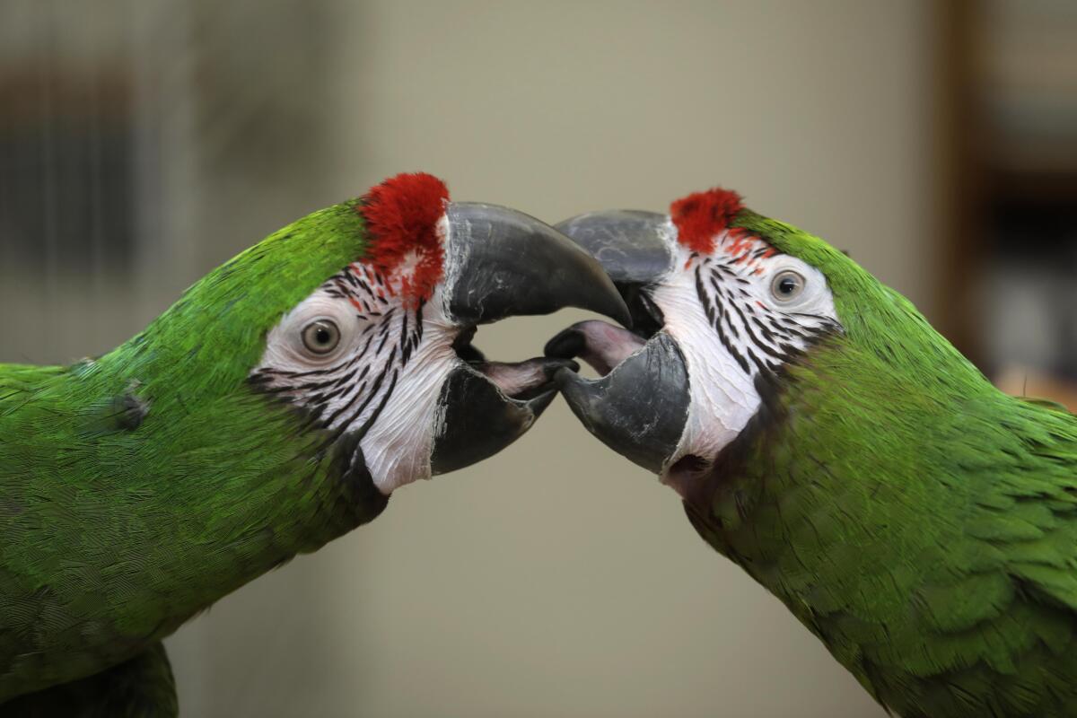 Two green macaws touching beaks.