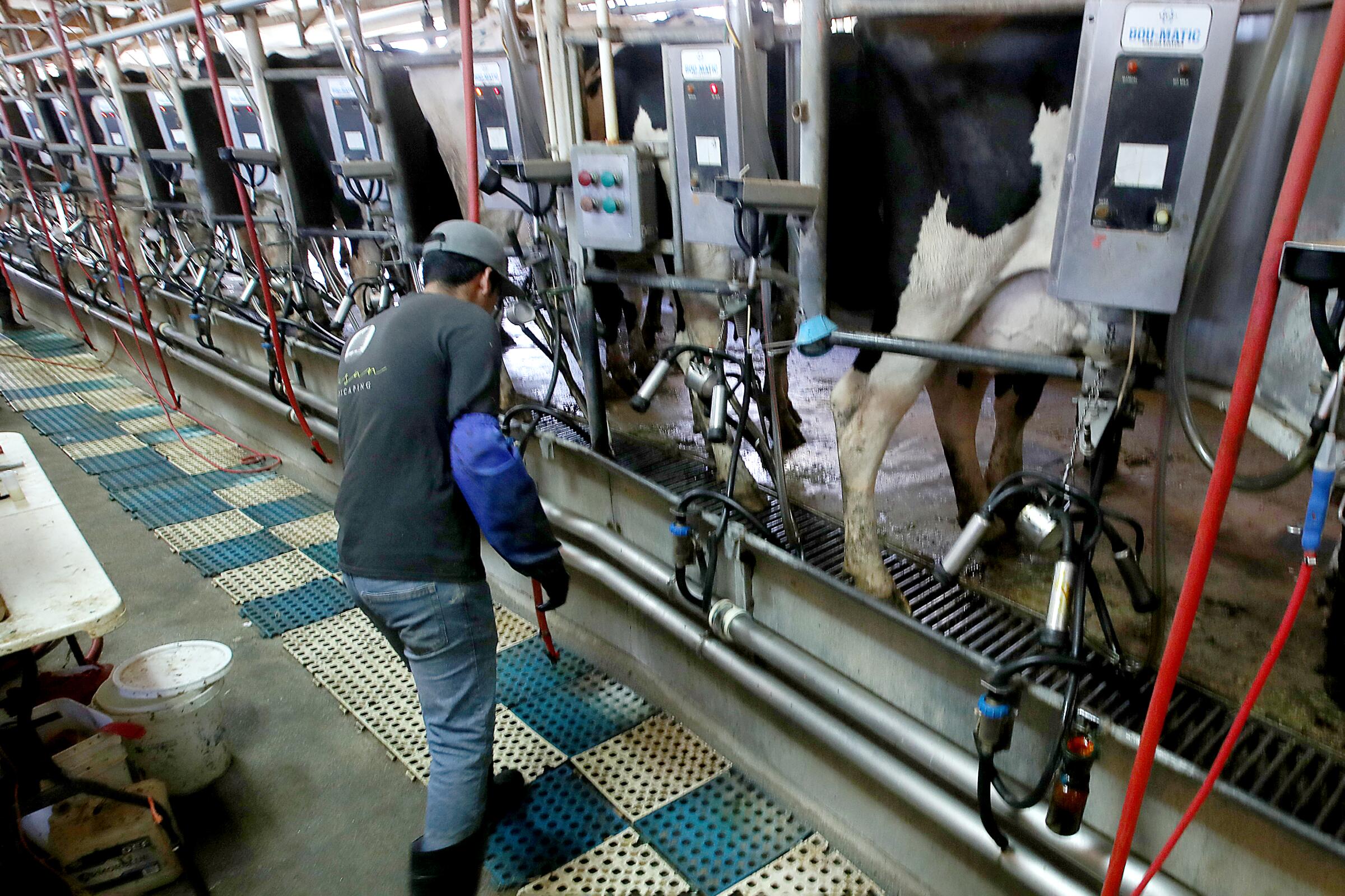 Cows are milked by machines at a dairy farm. 