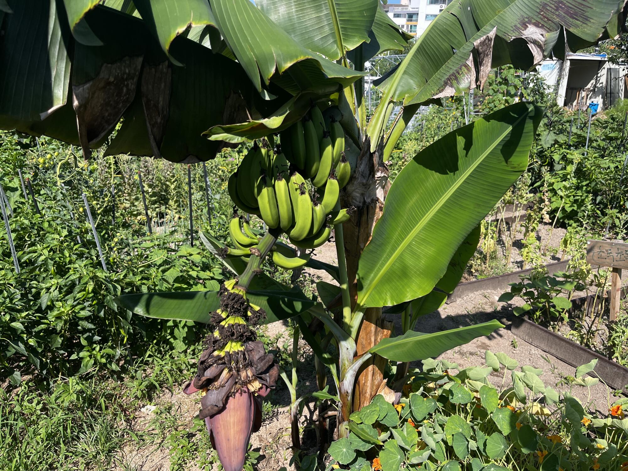 Small green bananas growing on a tree