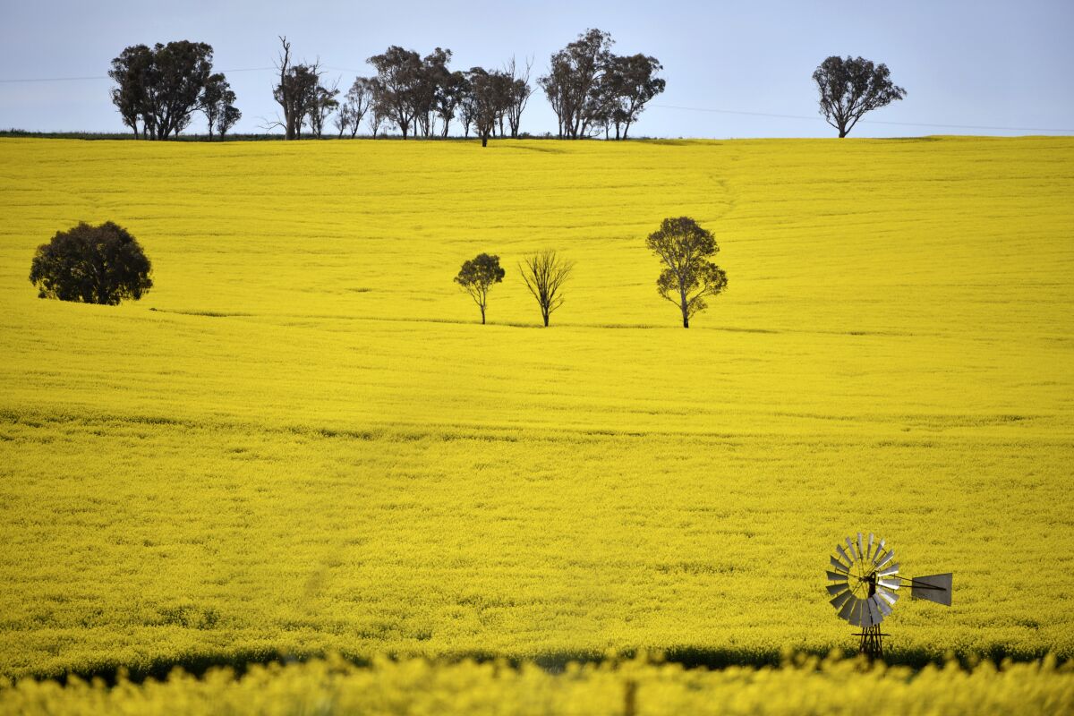 A windmill pokes above a canola crop near Harden, 350 kms. (217 miles) south west of Sydney, Sept. 17, 2020. Australia is forecast to reap record revenue from farming this year despite pandemic challenges, a mouse plague and a trade dispute with China, according to a report released on Tuesday, Sept. 14, 2021, by the Agriculture Department's research branch. (Mick Tsikas/AAP Image via AP)
