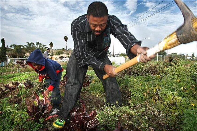 Bilali Muya,a refugee from Somalia, digs into his plot of ground at the New Roots Community Farm in the City Heights neighborhood of San Diego. The garden opened in September and has become a haven for more than 80 immigrant and refugee farmers who now have a source of food -- and a connection to their homelands, their new country and one another.