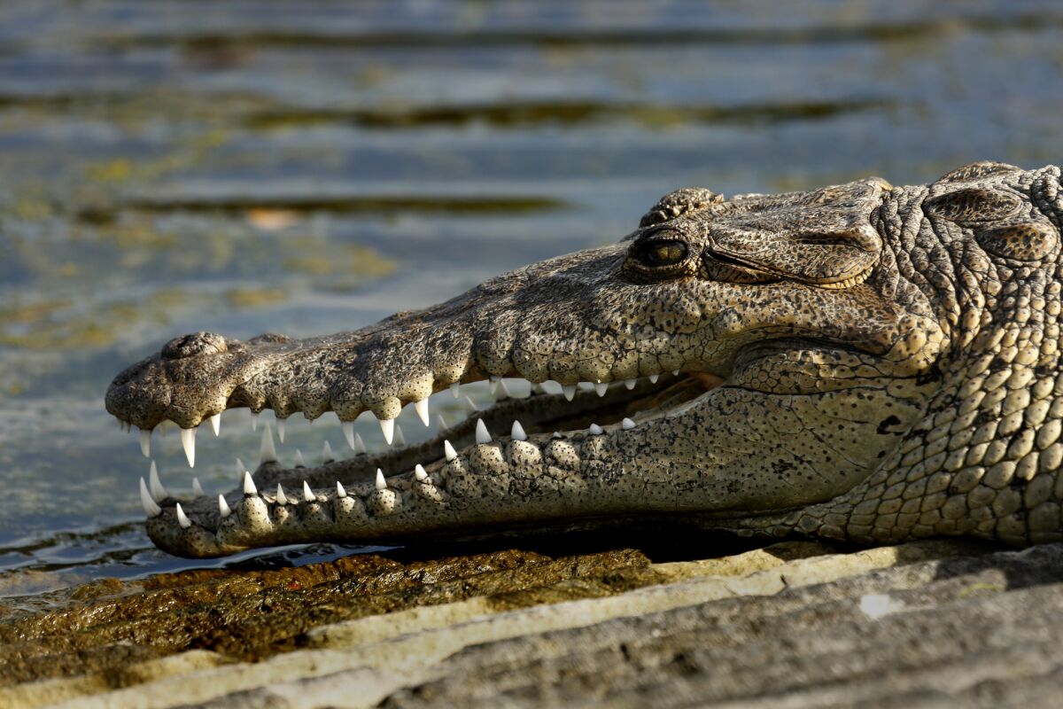 A crocodile gets some sun at the boat dock at Flamingo, Everglades National Park.