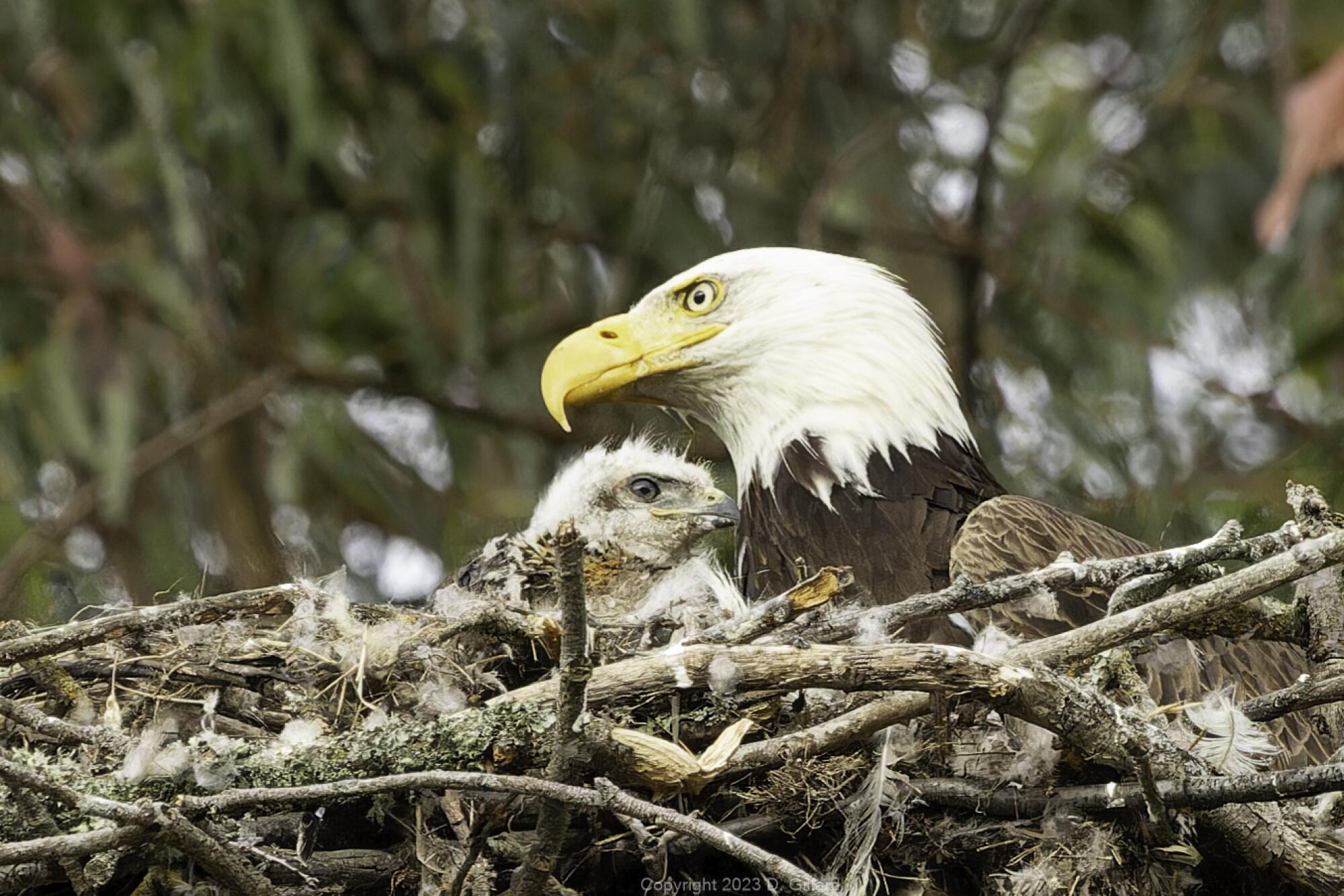 A fuzzy red-tailed hawk baby is looked over by a bald eagle in a nest. 