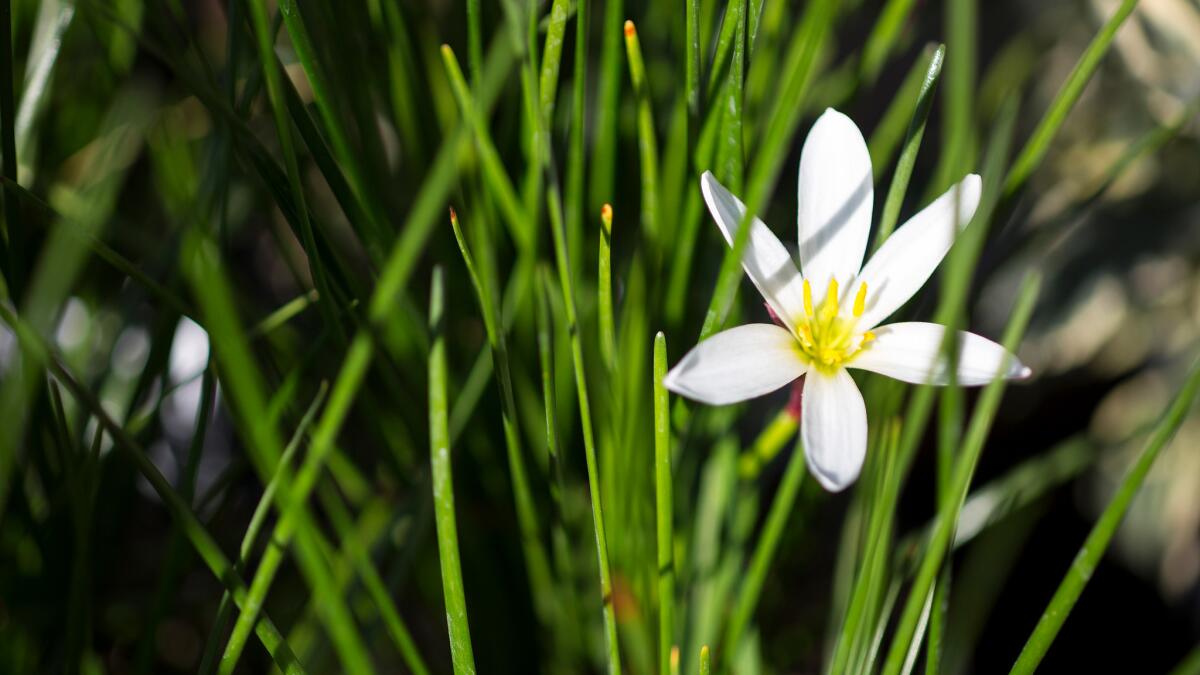 Zephyranthes grow well in containers or in the ground.