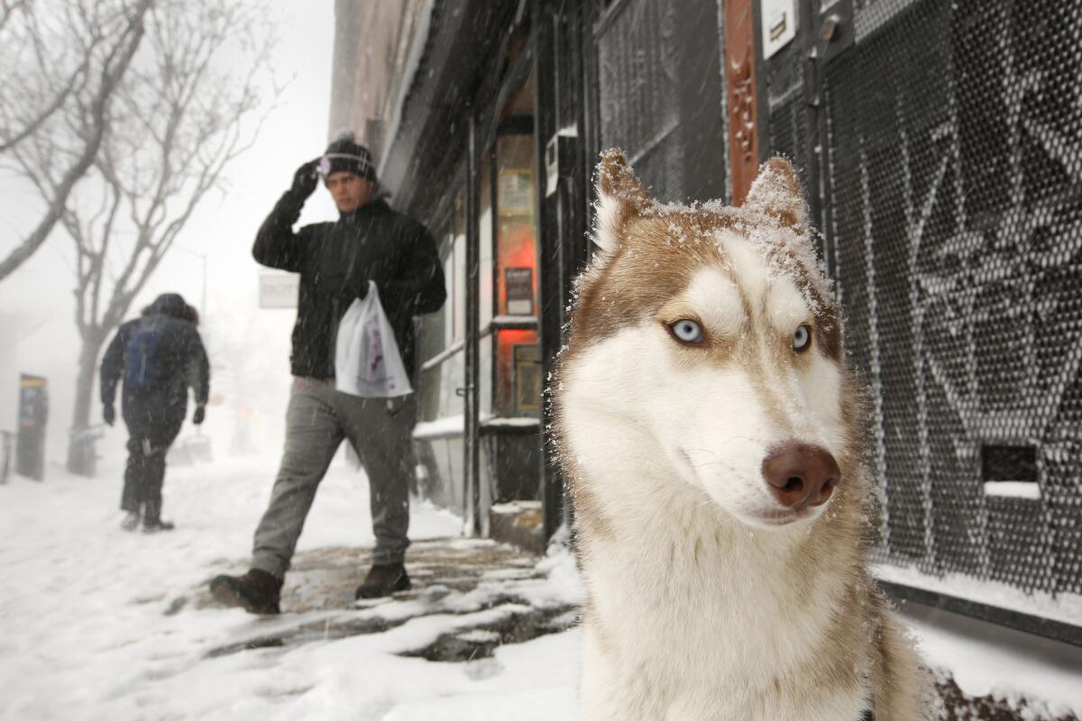 With New York in the grip of a cold and snowy storm, Theo waits for his owner, Honda Wang (not shown), as he shops in a butcher store.
