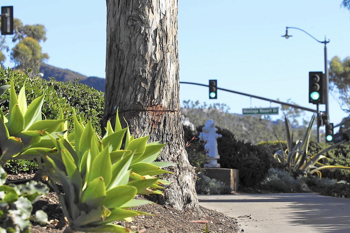 A eucalyptus tree bearing a circular cut about an inch deep stands along a sidewalk path between South Coast Highway and the Montage hotel in Laguna Beach on Tuesday.