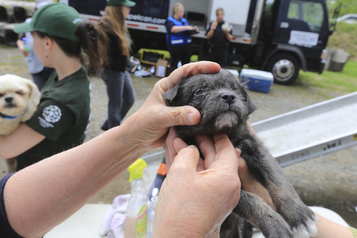 A puppy undergoes a veterinary exam in July on the site of a puppy mill rescue in Estrie, Quebec, in Canada. The U.S. government has issued rules aimed at halting imports of sick, abused dogs.