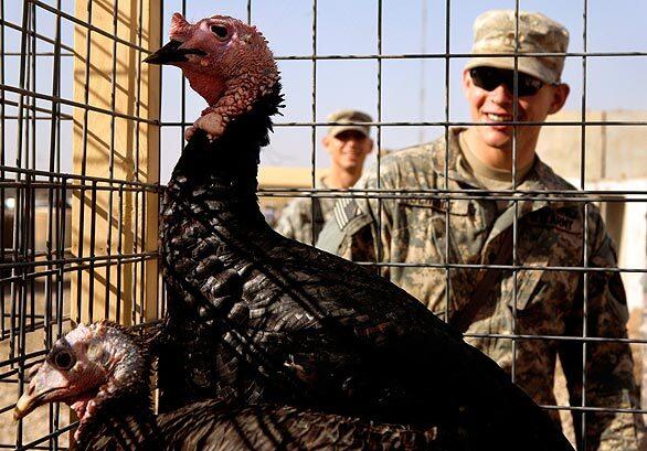 A U.S. Army soldier looks at caged turkeys on display outside the dining hall, which put on a lavish Thanksgiving spread, at Forward Operating Base Warhorse in Baqouba, 35 miles northeast of Baghdad, Iraq on Thursday.