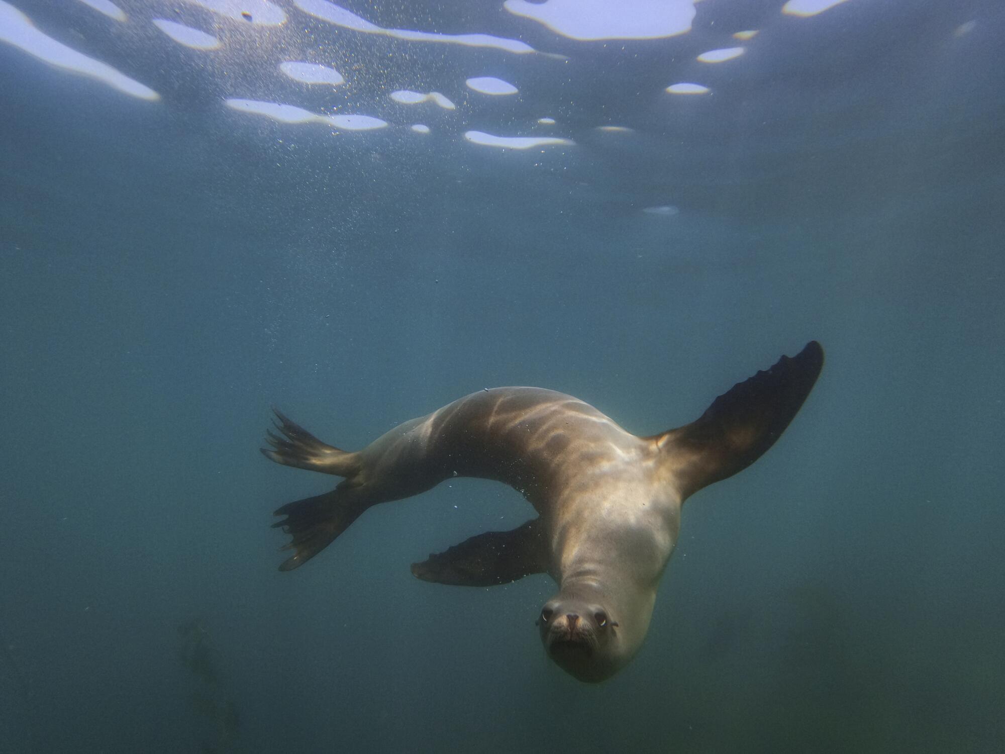 A sea lion swims in La Jolla's Cove which is inside a marine protected area.