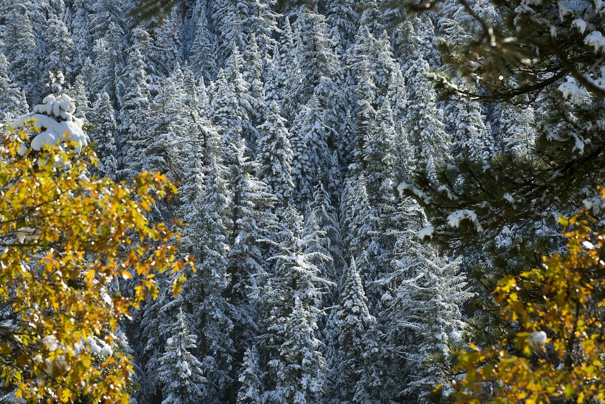 Snow collects on the trees along U.S. 50 in El Dorado County on Nov. 10 east of Sacramento. The Sierra Nevada received up to 16 inches of snow on Tuesday.