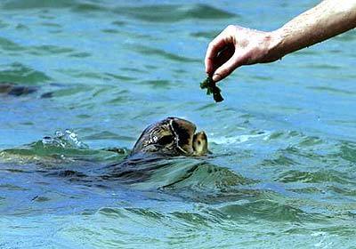A giant sea turtle surfaces for a moment to snack on a bite of seaweed dangled by a visitor at Chun's Reef on the North Shore.