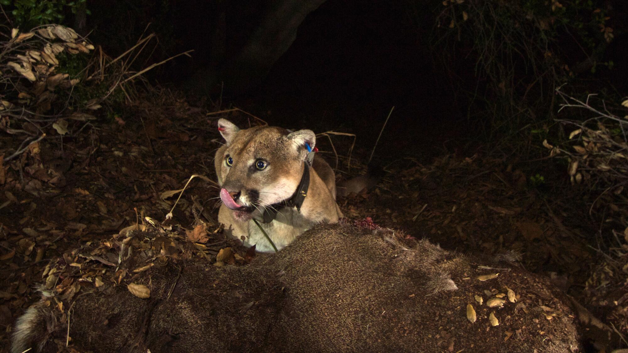 P-22 feeding on the carcass of a mule deer in Griffith Park at night.