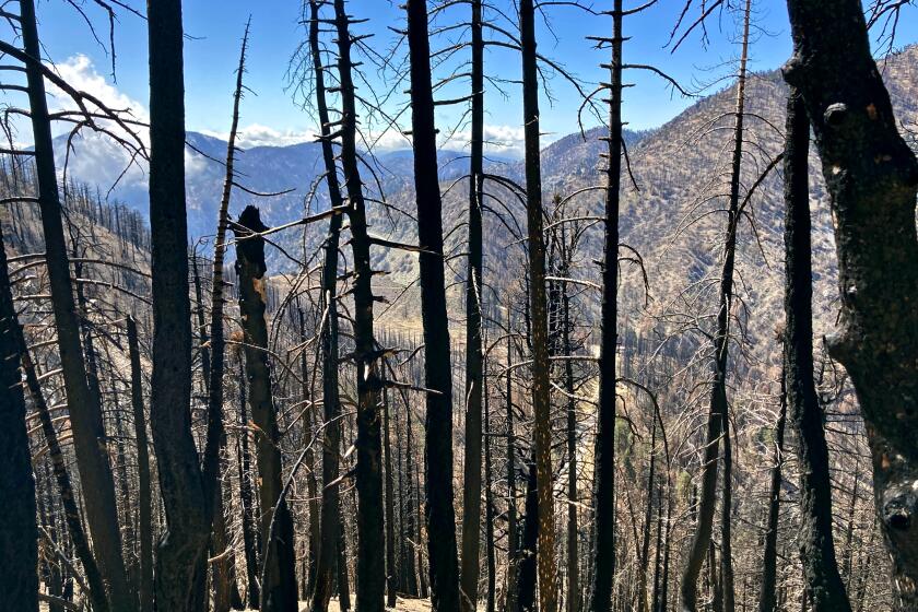 The blackened trunks of trees killed in the Bobcat Fire, seen on April 16, 2022, are mostly what remains along the Pacific Crest Trail near Mt. Islip in the Angeles National Forest.