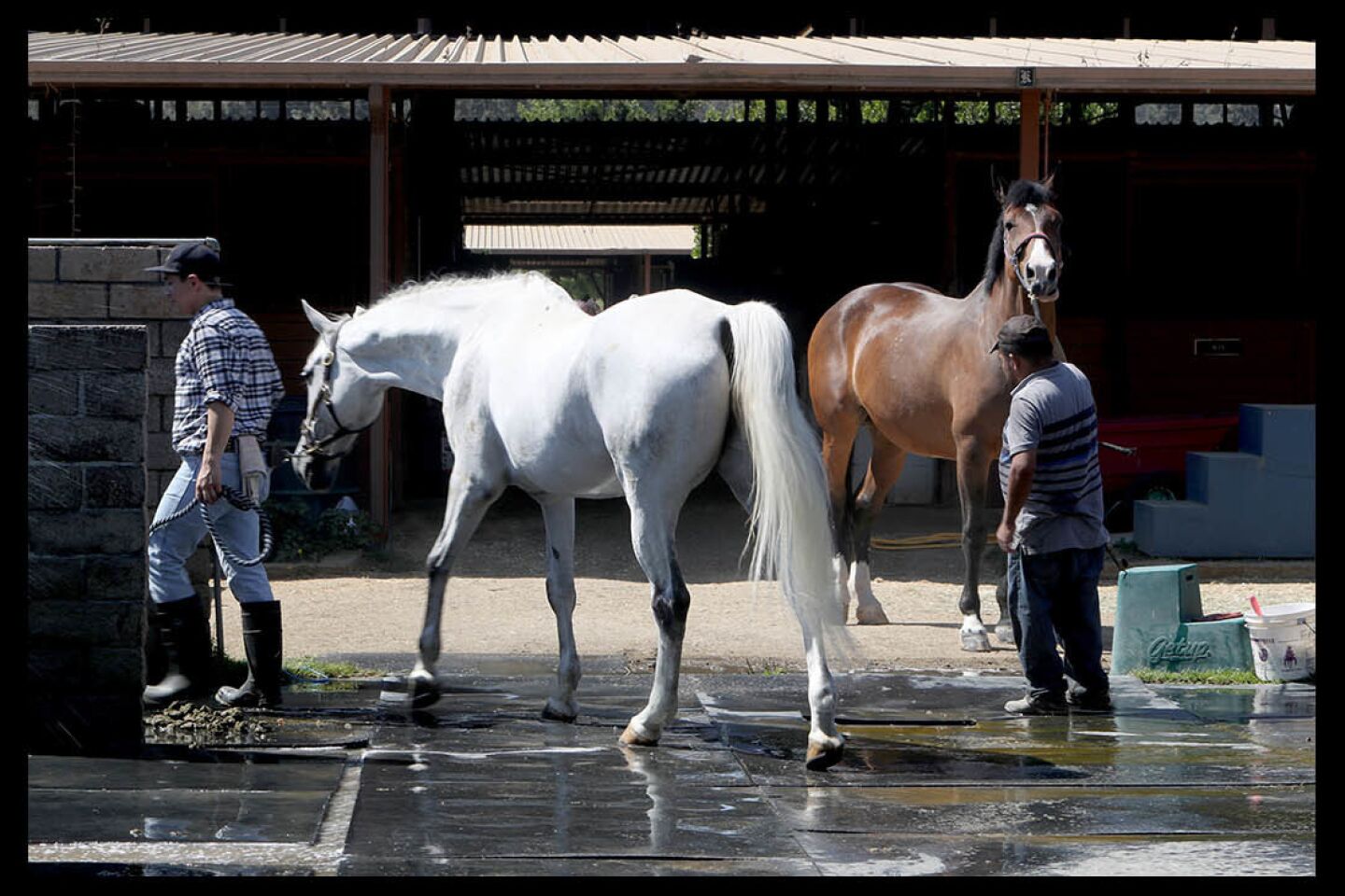 Photo Gallery: Horses kept cool at Morning Mist Farms during heatwave