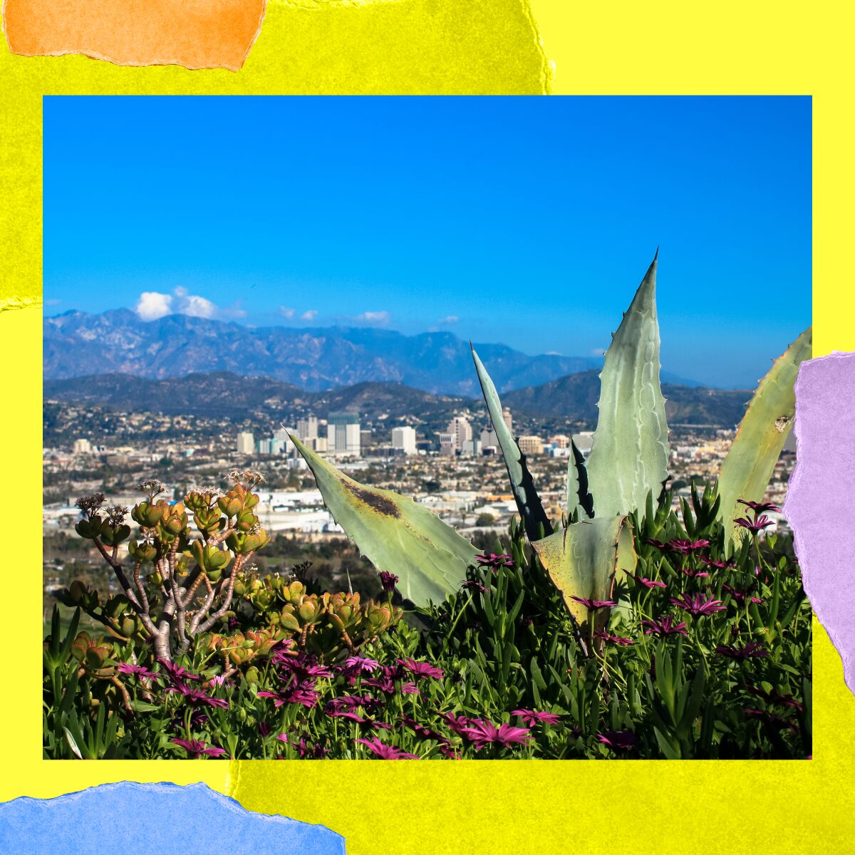 The view from Amir’s Garden in Griffith Park: Flowering plants in the foreground and the city beyond.