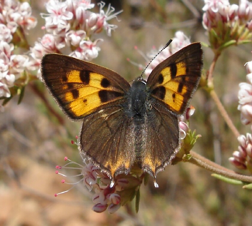The Hermes copper butterfly, found in San Diego County, is proposed for protection as a threatened species.