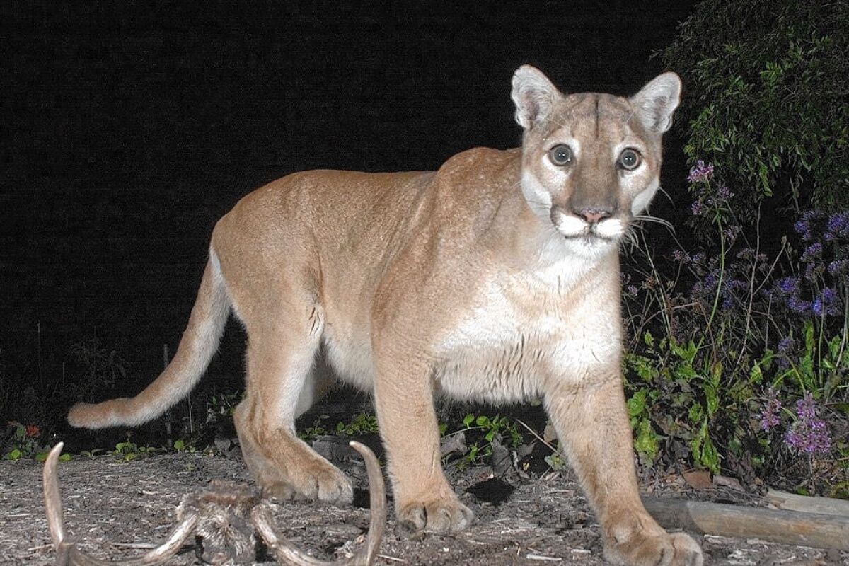 A remote camera captured the mountain lion known as P-41.