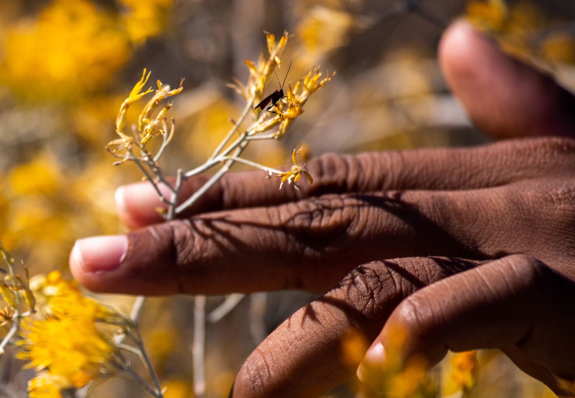 A hand grasping the stem of a plant with yellow flowers and a wasp on it.