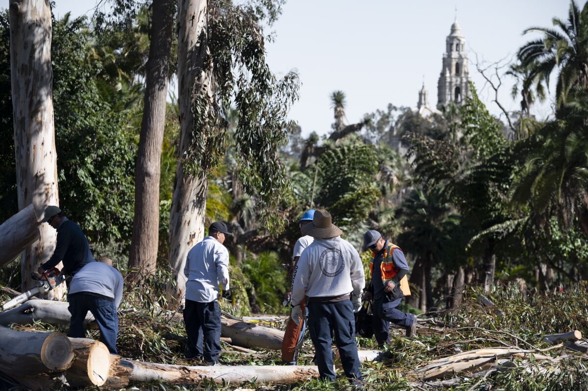 City crews work to remove fallen trees from Balboa park as the Santa Ana winds blow through San Diego on Jan. 26, 2022.