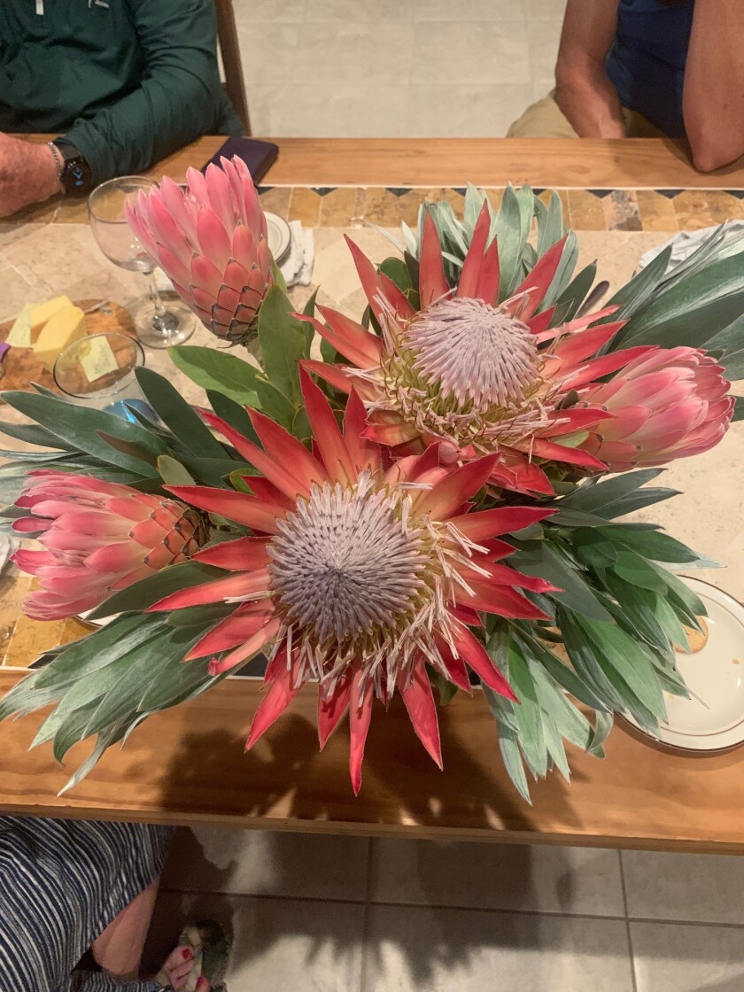 Proteas make beautiful, long-lasting floral arrangements.