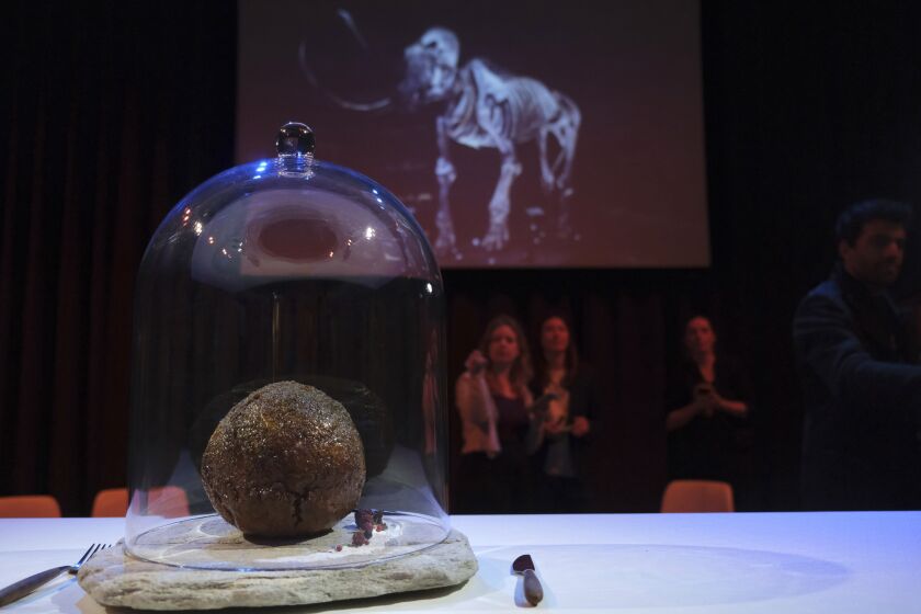 A meatball made using genetic code from the mammoth is seen at the Nemo science museum in Amsterdam, Tuesday March 28, 2023. An Australian company has lifted the glass cloche on a meatball made of lab-grown cultured meat using the genetic sequence from the long-extinct mastodon. The high-tech treat isn't available to eat yet - the startup says it is meant to fire up public debate about cultivated meat. (AP Photo/Mike Corder)