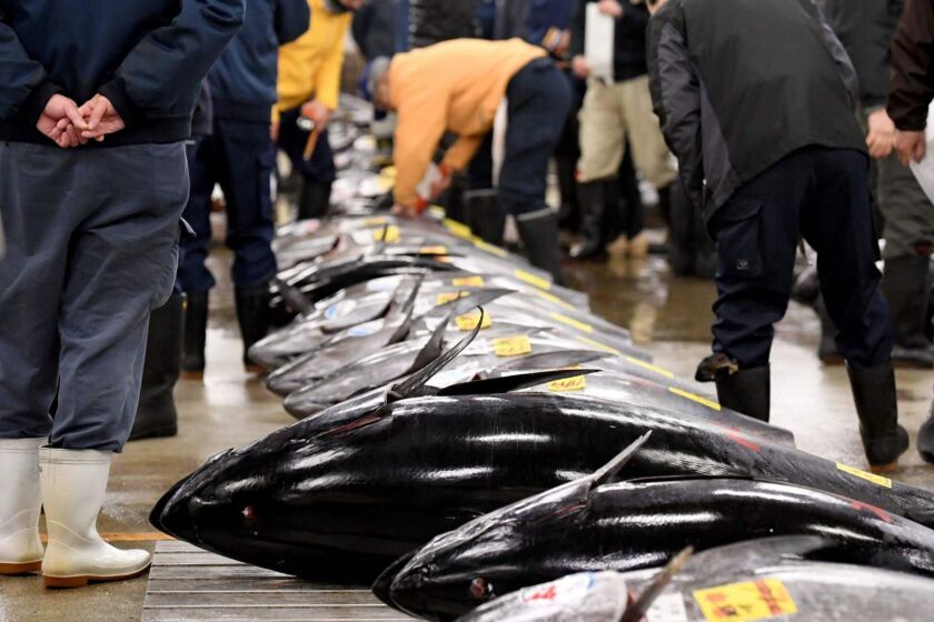 (FILES) This file picture taken on January 5, 2017 shows fishmongers checking bluefin tuna prior to the new year's first auction at the Tsukiji fish market in Tokyo. Tokyo's famed Tsukiji fish market -- the world's biggest -- will be moved to a new location, the city's top official confirmed on June 20, after months of delays over concerns about toxic contamination at the new site. / AFP PHOTO / Toshifumi KITAMURATOSHIFUMI KITAMURA/AFP/Getty Images ** OUTS - ELSENT, FPG, CM - OUTS * NM, PH, VA if sourced by CT, LA or MoD **