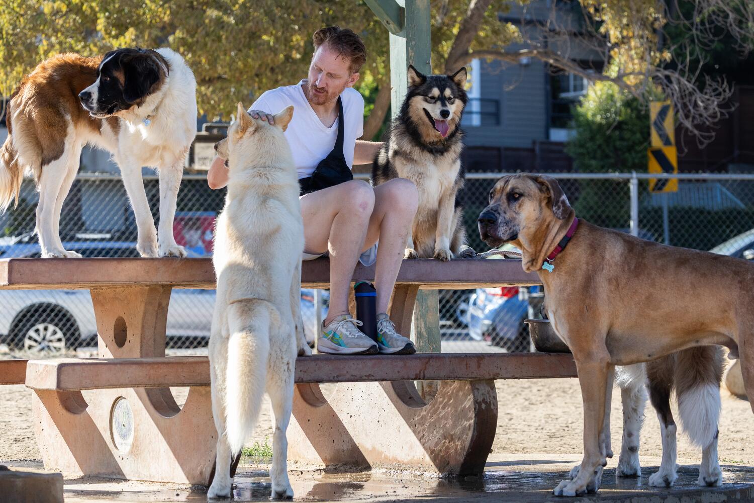 SILVER LAKE, CA - AUGUST 21: Jeremy Lake, with his dog Emma (seated right) is surrounded by four-legged visitors at Silver Lake Dog Park in Silver Lake, CA on Thursday, Aug. 21, 2025. The dog owners bring their dogs during the cooler, early morning hours. The Southland is looking at a few more days of elevated temperatures and it's important to protect pets. (Myung J. Chun / Los Angeles Times)
