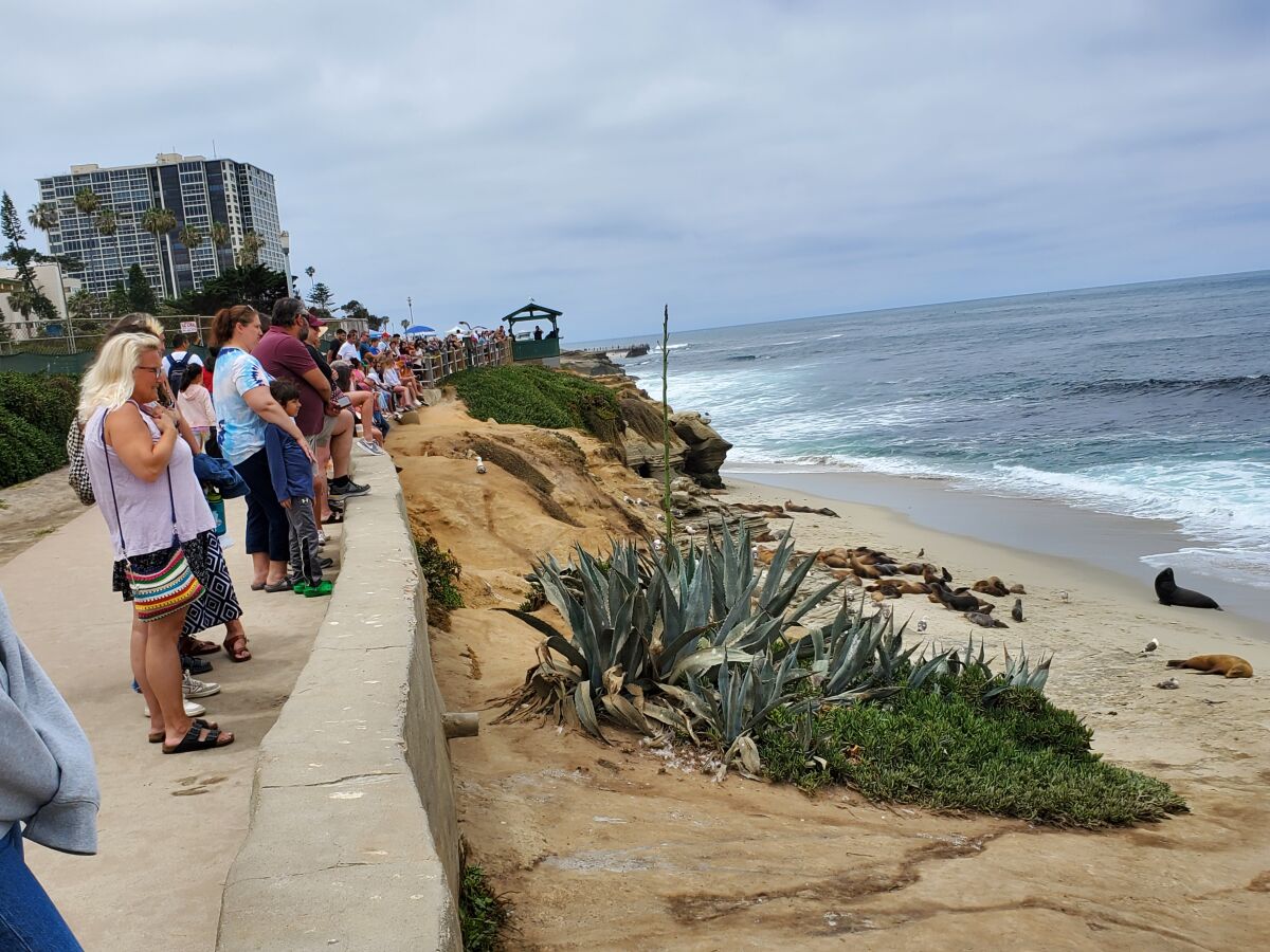 Guests to Scripps Park line the wall overlooking Point La Jolla to view the sea lions hauling out there.