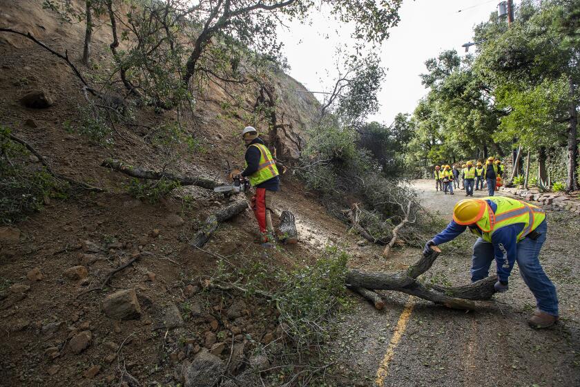 LOS ANGELES, CA-JANUARY 11, 2023: Workers with the City of Los Angeles Bureau of Street Services, remove what is left of an oak tree that was destroyed due to a mudslide above Nichols Canyon Rd. In Los Angeles, caused by all the recent rain. (Mel Melcon / Los Angeles Times)