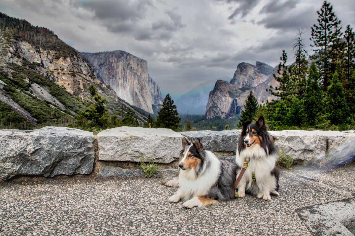 Two dogs and a rainbow in front of Yosemite National Park's Tunnel View.