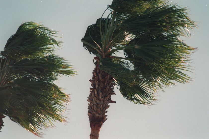 SF.Wind.#1.RDA.11/27/95 ñ Palm trees blown by the wind in the San Fernando Valley this Monday morning.Mandatory Credit: Ricardo De Aratanha/LOS ANGELES TIMES/