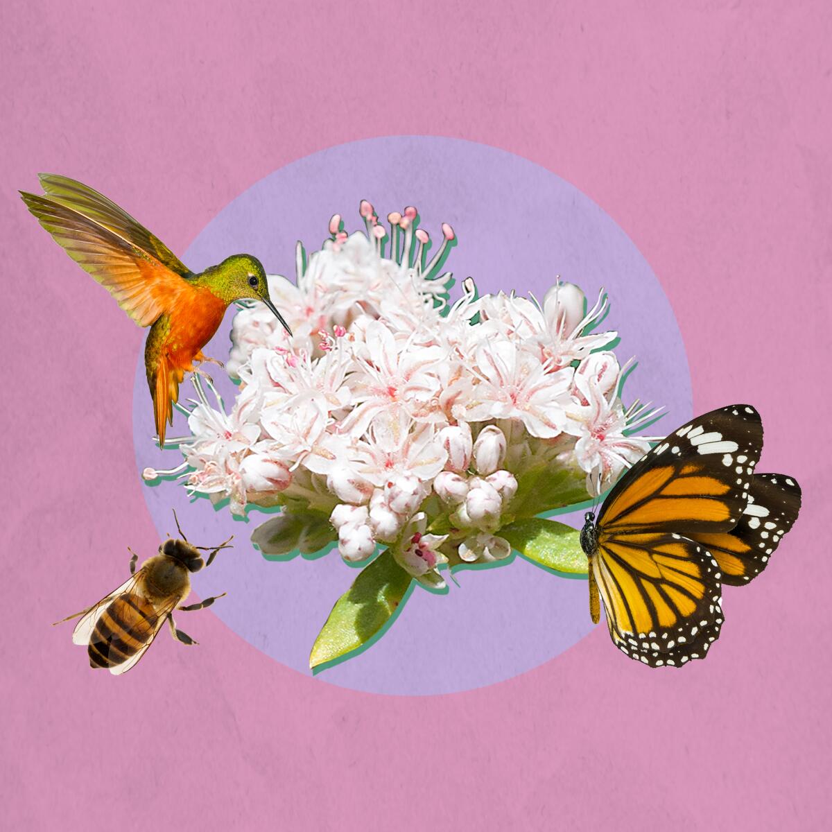 Illustration of wildflowers with hummingbird and butterfly
