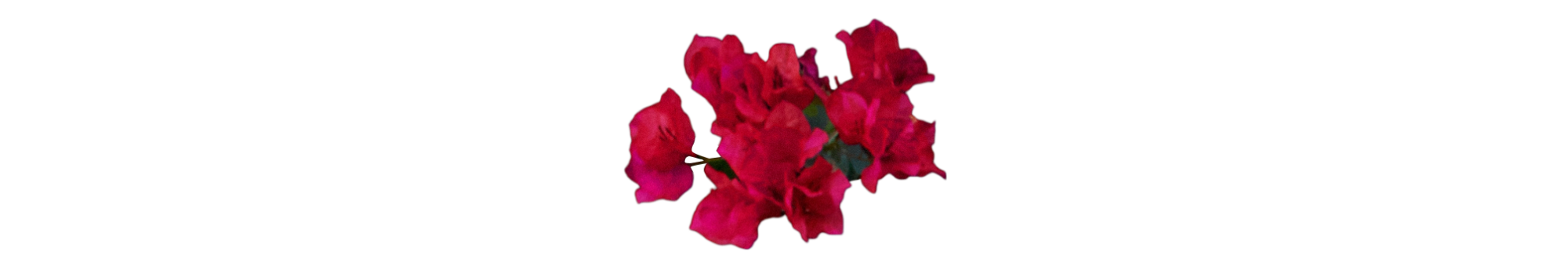 a small cut out of pink bougainvillea flowers