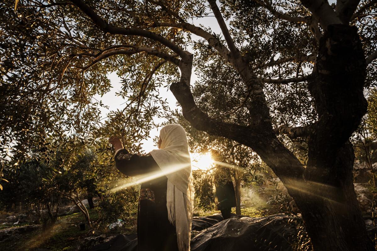 A woman in hijab picks from the branch of a tree as a sunlight peeks through trees in the background