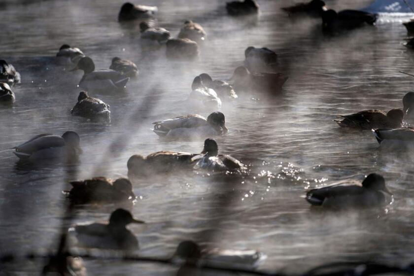 Ducks find refuge on a steamy open section of Minnehaha Creek on January 30, 2019 in Minneapolis, Minnesota. - Bitter cold with temperatures lower than Antarctica gripped the American Midwest on Wednesday, grounding flights, closing schools and businesses and raising frostbite and hypothermia fears for homeless residents. (Photo by STEPHEN MATUREN / AFP)STEPHEN MATUREN/AFP/Getty Images ** OUTS - ELSENT, FPG, CM - OUTS * NM, PH, VA if sourced by CT, LA or MoD **