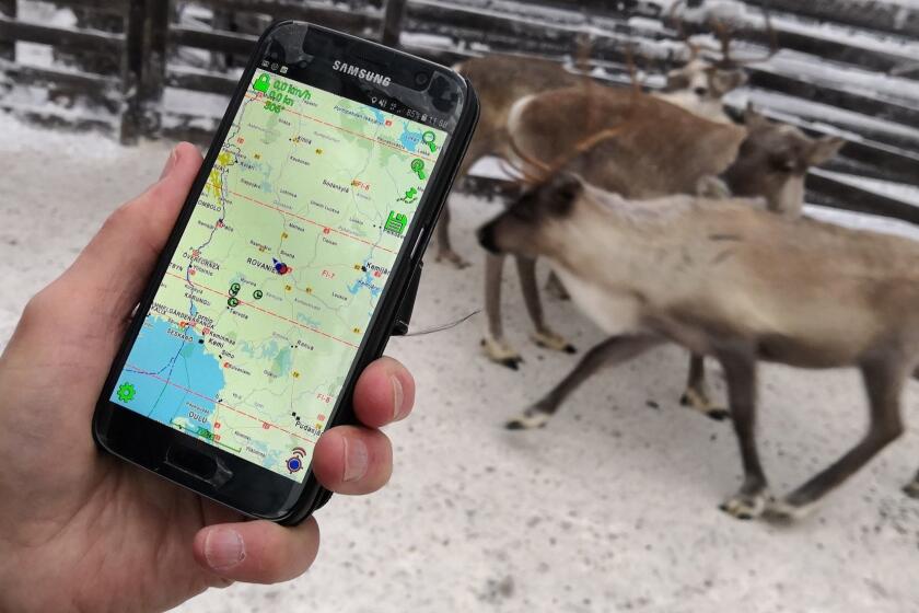 Reindeer herder Seppo Koivisto holds a smartphone, showing the mobile app used to locate reindeer in Finnish Lapland, in Rovaniemi, Finland, Thursday Dec. 13 2018. To keep track of their animals in Lapland, Northern Finland's vast and remote snow-covered forests, reindeer herders are turning to technology by fitting them with internet-connected collars. (AP Photo/James Brooks)