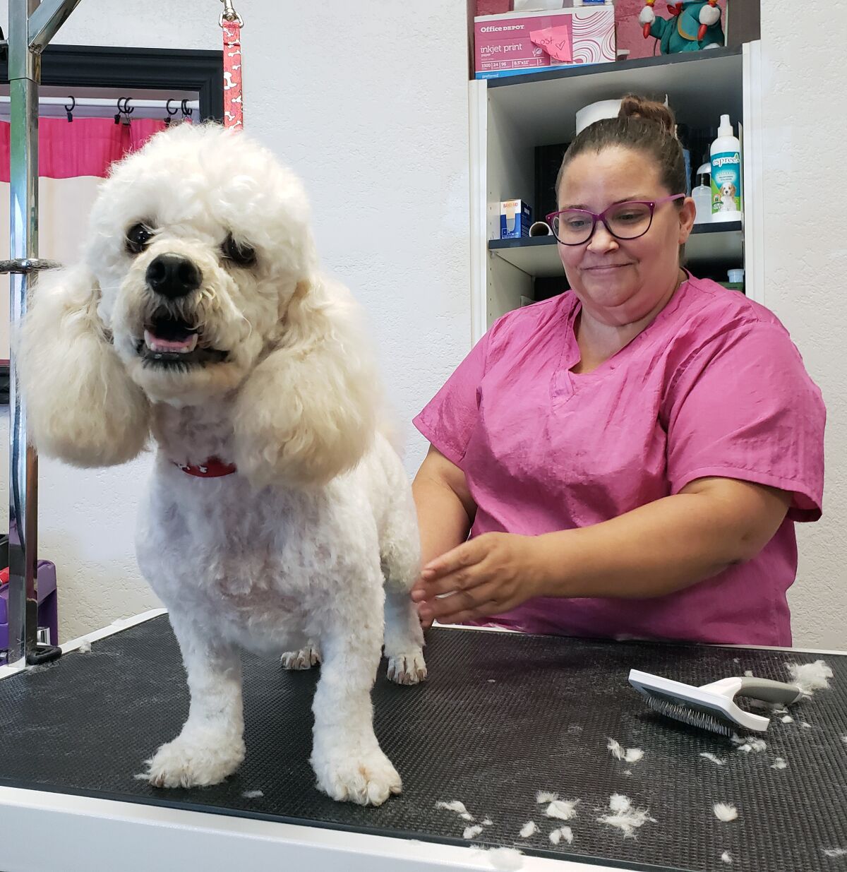 Kristen Gates trims Cassie, a poodle mix, at Essential Grooming & Wellness in Santee the day after the business was allowed to re-open.