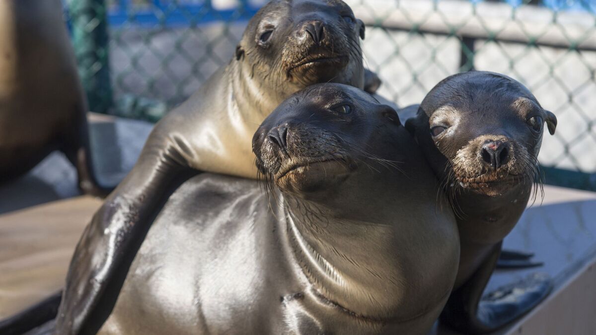 California sea lion pups recover at the Animal Rescue Center at San Diego's SeaWorld on Jan. 27. Marine mammal rehab facilities have seen high numbers of sea lions this month.
