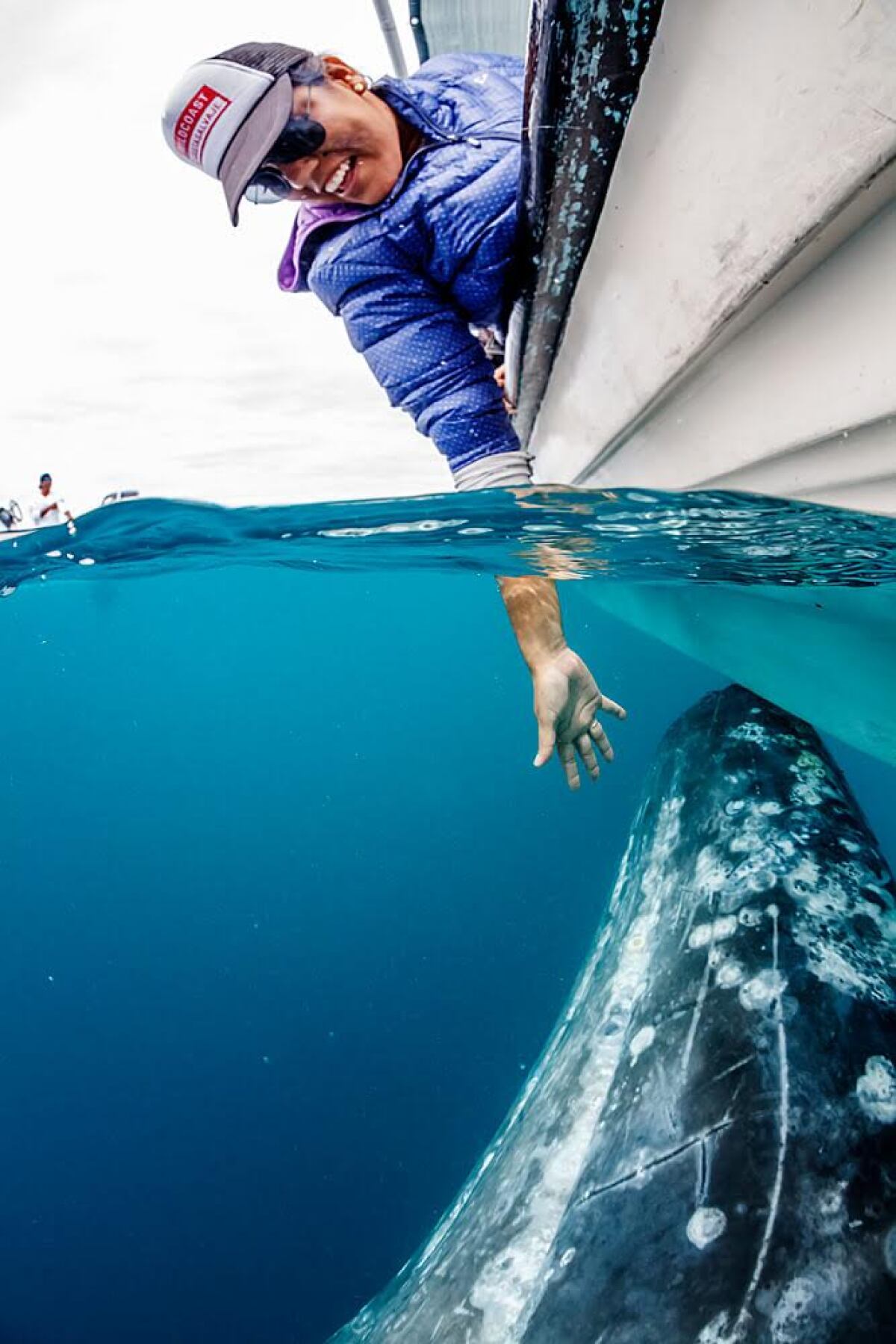 A friendly gray whale in Magdalena Bay off Baja.