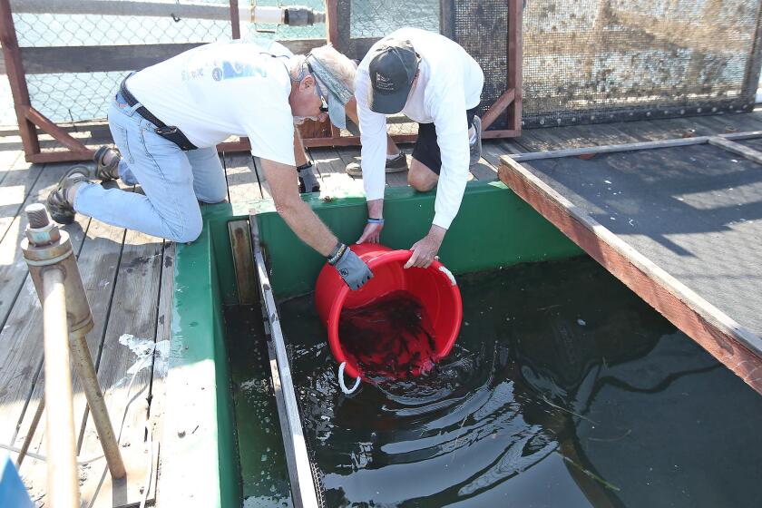 Jim Updike and Mike Berdine, from left, carefully release buckets of recently hatched white sea bass into grow-out pens on a floating barge in Newport Harbor, as part of a research and population enhancement project in partnership with Hubbs-SeaWorld Research Institute in Carlsbad.