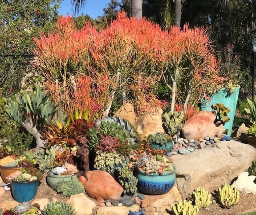 Garden scene from a home in The Trails, Rancho Bernardo that will be on the Bernardo Gardeners Home Garden Tour in April.