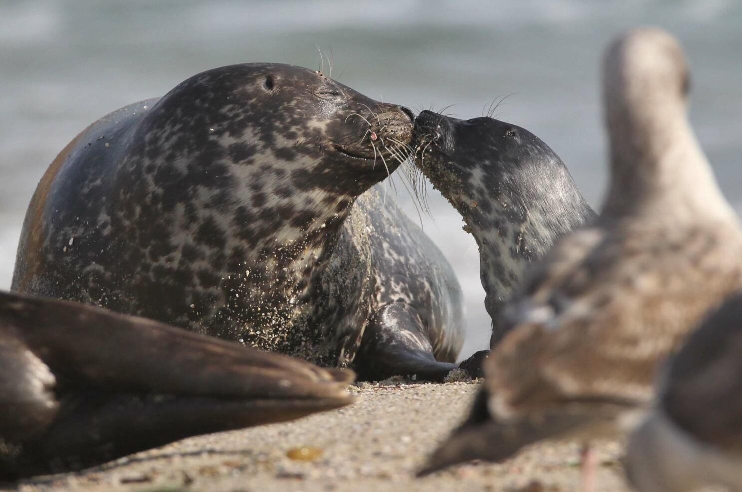 Seal cam' offers live view of San Diego seals