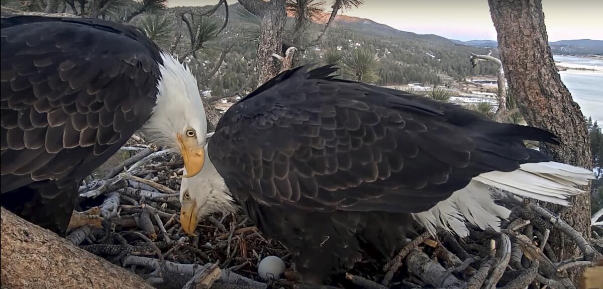 In January 2021, a bald eagle couple tends to eggs in their nest near Big Bear Lake. 