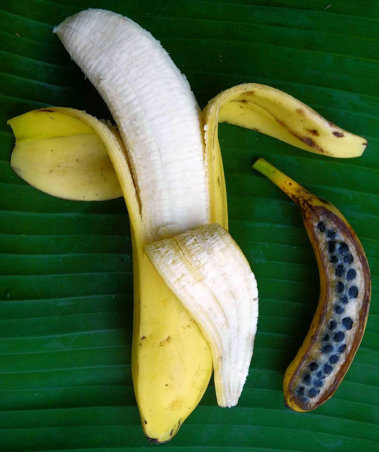 The Battle of Bananas: Conventional vs. Organic
