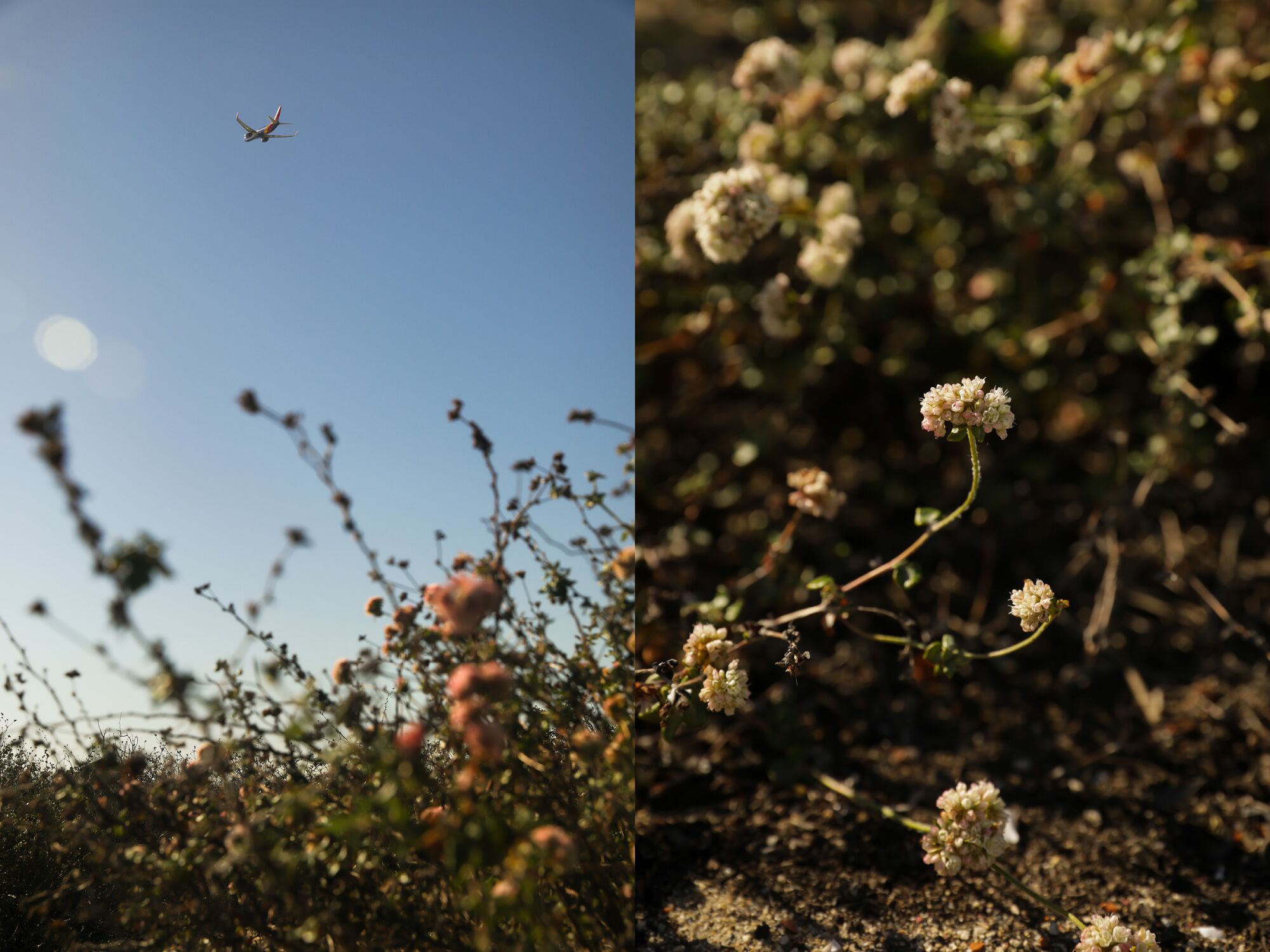 Two photos side by side, one of an airplane high in the sky over some bushes, the other of flowers on bushes.
