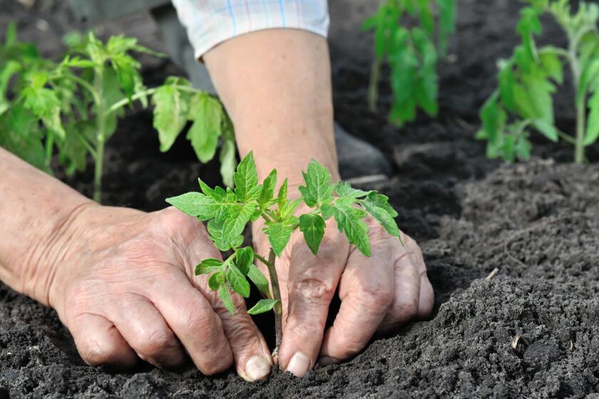 close-up of gardener's hands planting a tomato seedling in the vegetable garden