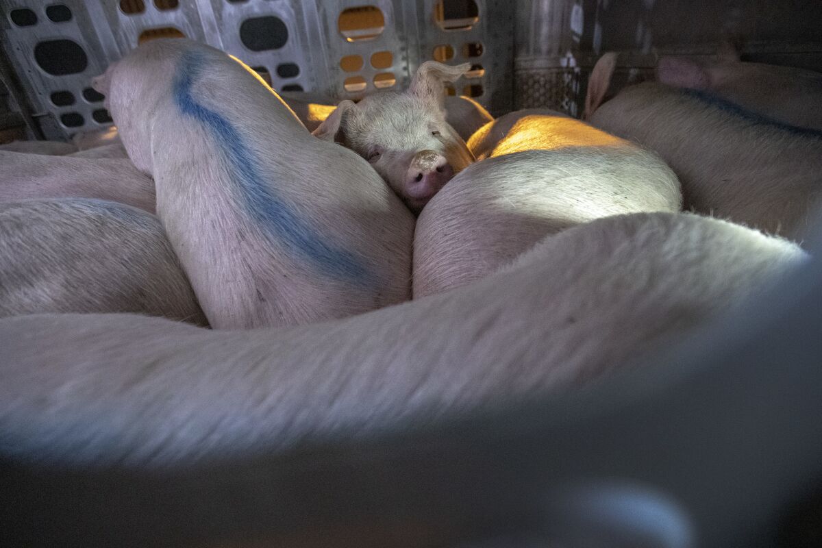 Pigs arrive for slaughter at the Farmer John processing facility.