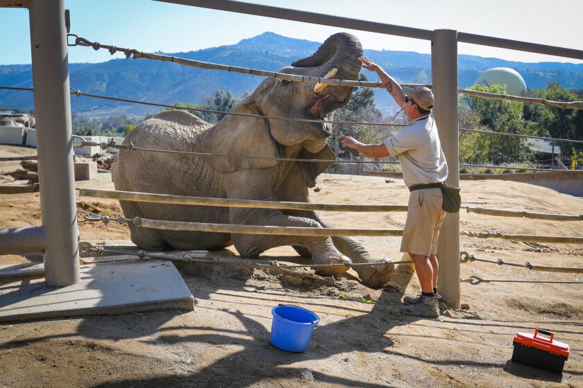 "Khosi," a thee-year-old African elephant opens her mouth so Peter Hagopian, an elephant keeper at the San Diego Zoo Safari Park near Escondido can get a look at her teeth during a physical exam, January 22, 2020 in San Diego, California.